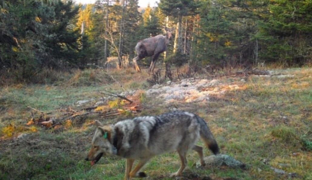 El Parque Nacional Isle Royale instalará dispositivos de ruido en Three Mile, Rock Harbor y Daisy Farm Campgrounds para alertar sobre la presencia del lobo. (National Park Service)
