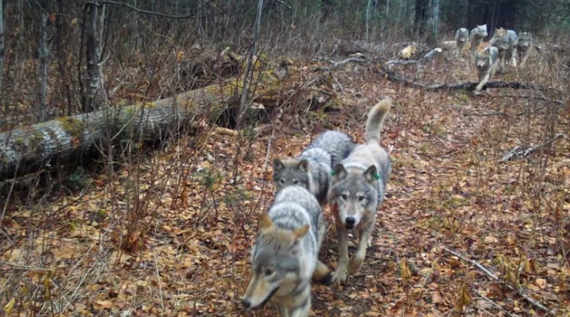 El Parque Nacional Isle Royale de Michigan suspendió temporalmente la acampada en Three Mile Campground desde el 11 de julio por el comportamiento anómalo de un lobo. (National Park Service)
