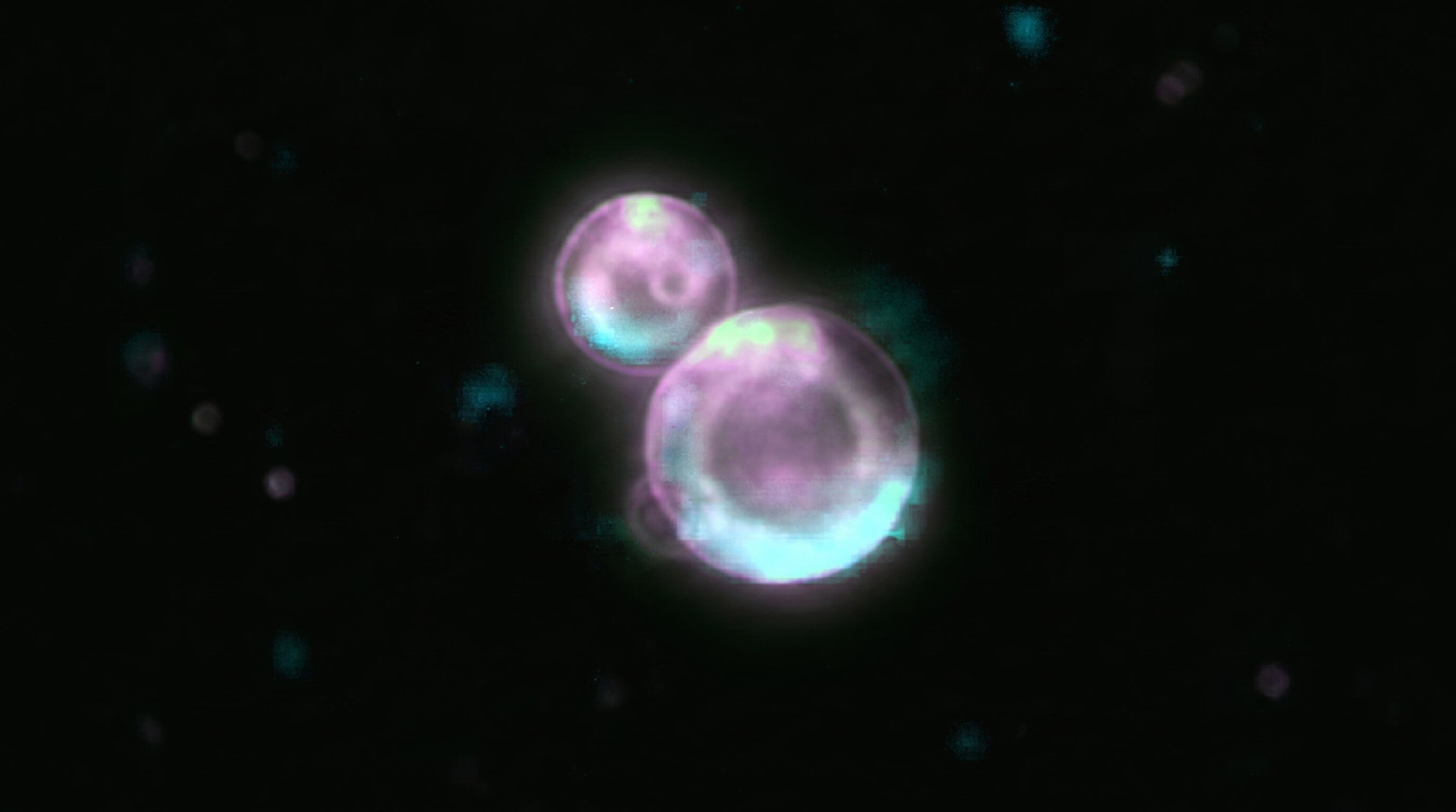 La SpudCell se diferencia de otros sistemas de biología sintética porque combina alimentación y división celular reguladas desde su genoma (Imagen Ilustrativa Infobae)