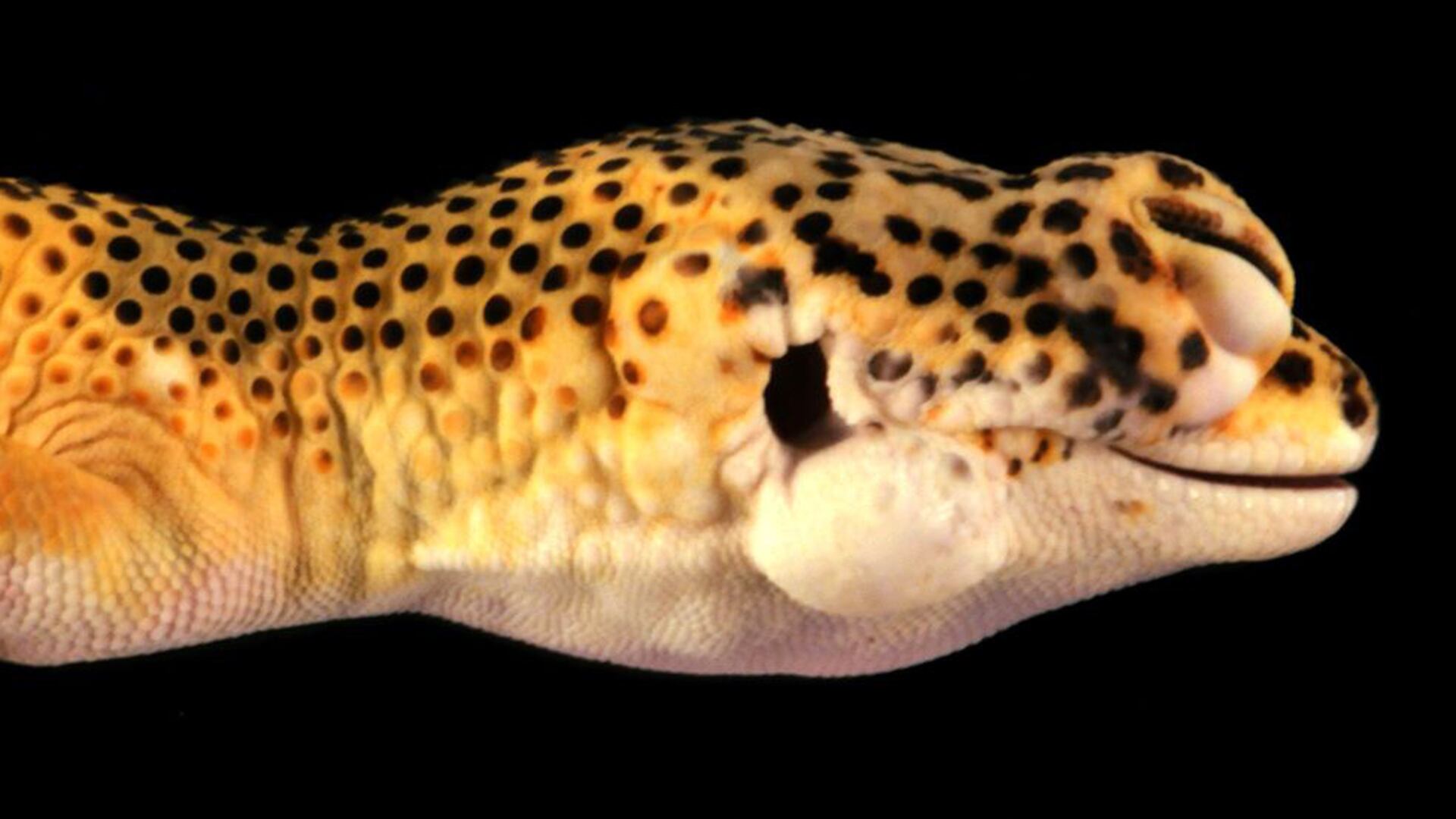 La mutación genética que le da color blanco y amarillo predispone al gecko al cáncer de piel. (Robert Ossiboff)