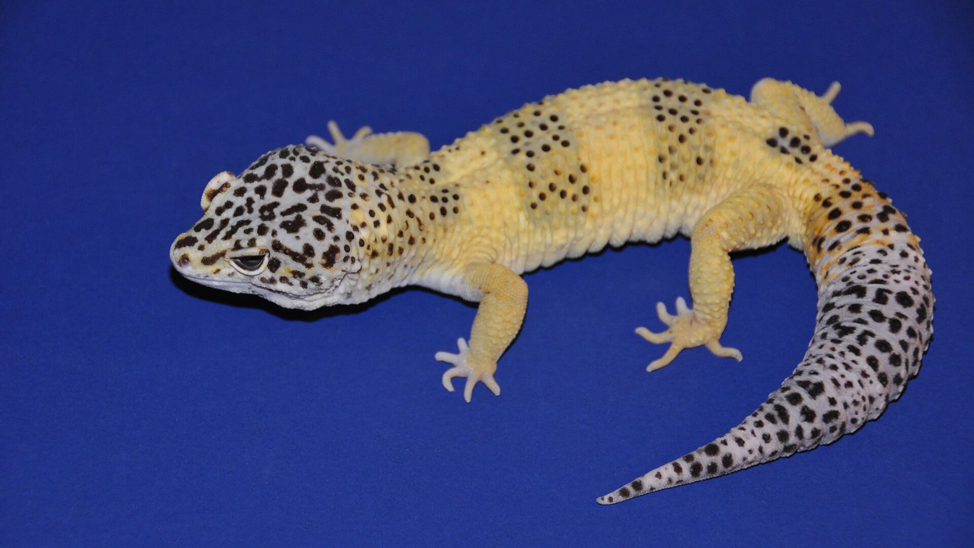 Los científicos compararon el ADN de tumores y tejidos sanos del mismo gecko leopardo para identificar mutaciones, genes fusionados y cambios en el material genético. (Steve Sykes)