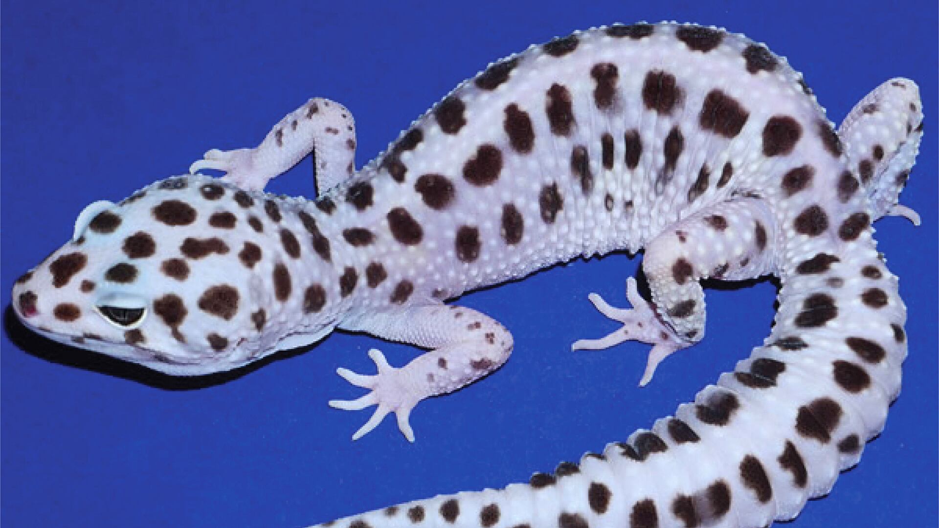 La secuenciación del genoma completo en tres geckos lemon frost mostró tumores con entre 30 y 36% de células afectadas y una carga mutacional similar a la de tumores humanos (Steve Sykes)