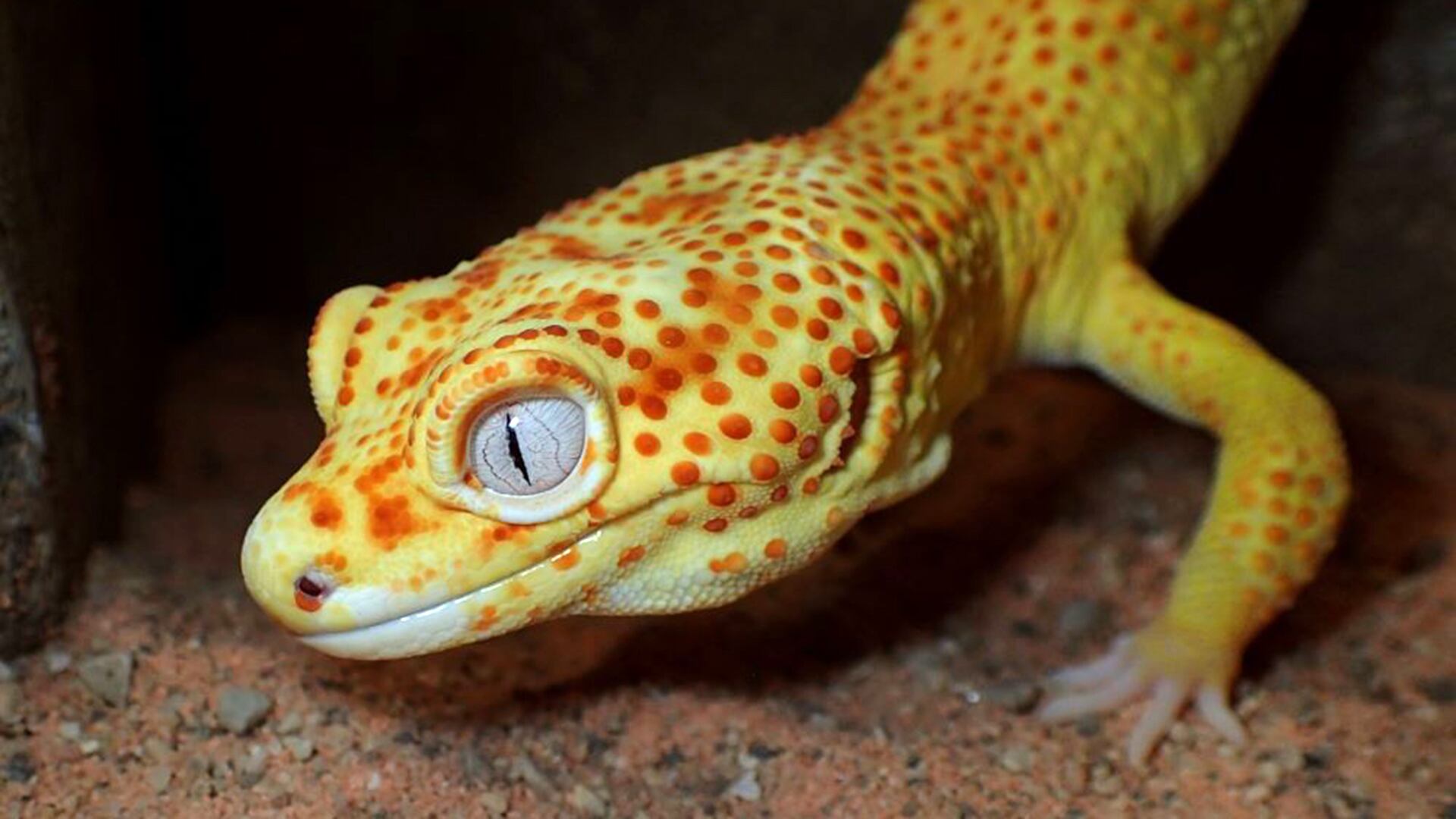 El gecko “lemon frost” es una variedad del gecko leopardo que surgió por una mutación genética espontánea durante la cría selectiva. Se caracteriza por su color blanco y amarillo, y presenta alta propensión a desarrollar tumores cutáneos. (Tony Gamble Marquette University)