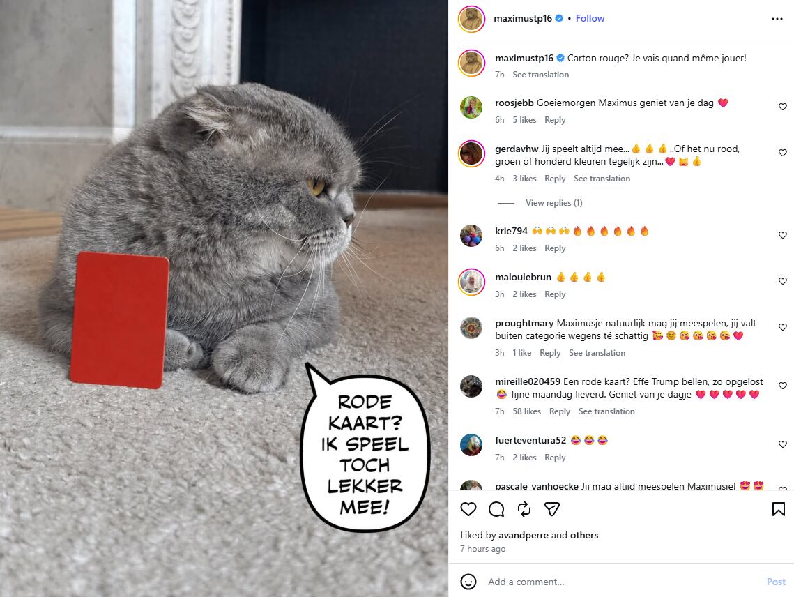 “¿Tarjeta roja Voy a jugar de todos modos”: el posteo del gato Maximus en referencia al caso Balogun. (Captura de pantalla/Instagram Maximus Textoris Pulcher/@maximustp16)