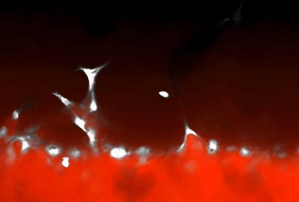 La tecnología permite fabricar tejidos vascularizados para medicina regenerativa y modelar enfermedades vasculares como tumores en laboratorio (MIT)