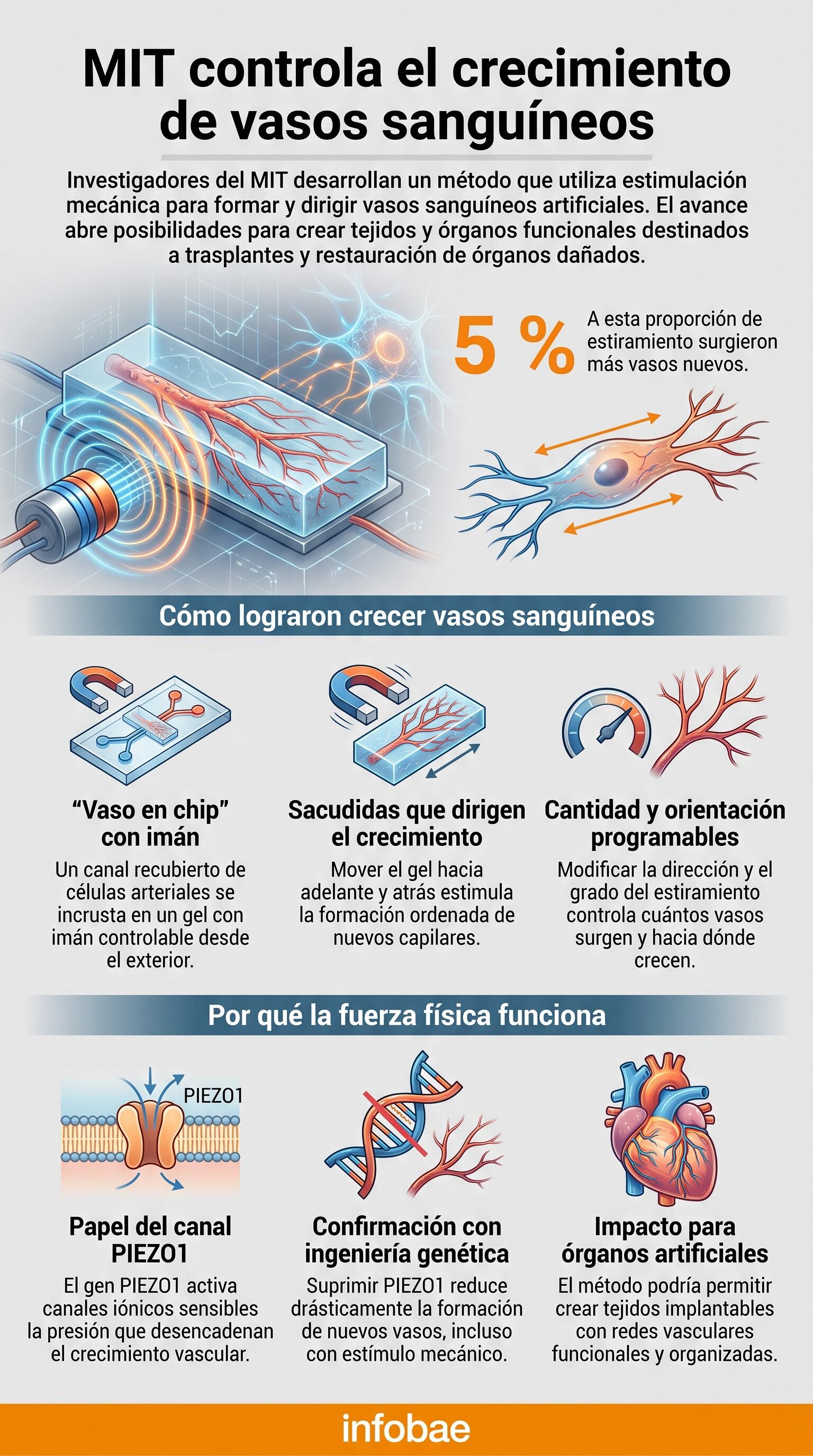 Ingenieros del MIT lograron controlar la formación de vasos sanguíneos artificiales aplicando fuerzas mecánicas precisas en un chip vascular humano
(Imagen Ilustrativa Infobae)