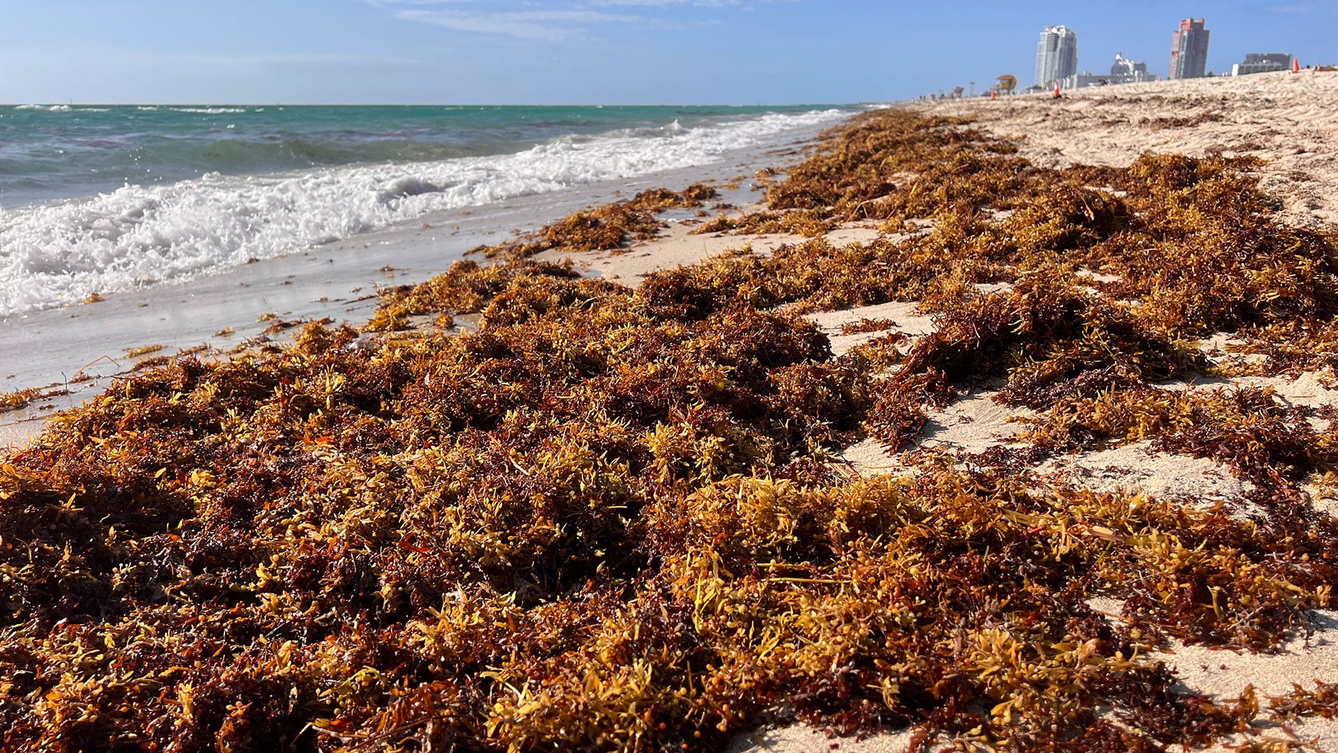 El sur de Florida registra una acumulación récord de sargazo en sus playas en medio de la llegada de turistas internacionales por el Mundial 2026 (Opy Morales)