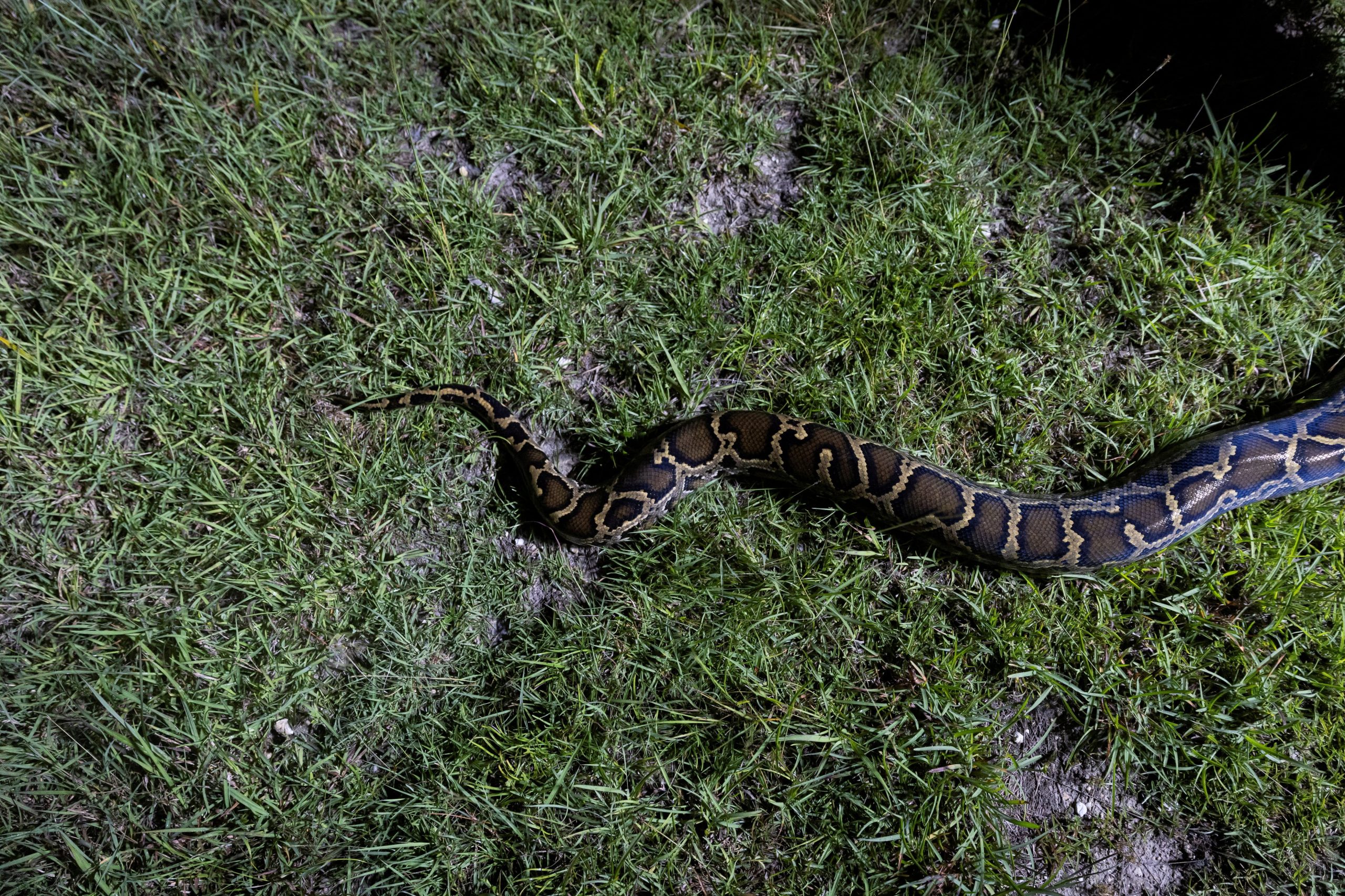 Pitones birmanas invasoras bajo la lupa: científicos extraen huevos para salvar el ecosistema de los Everglades en Florida