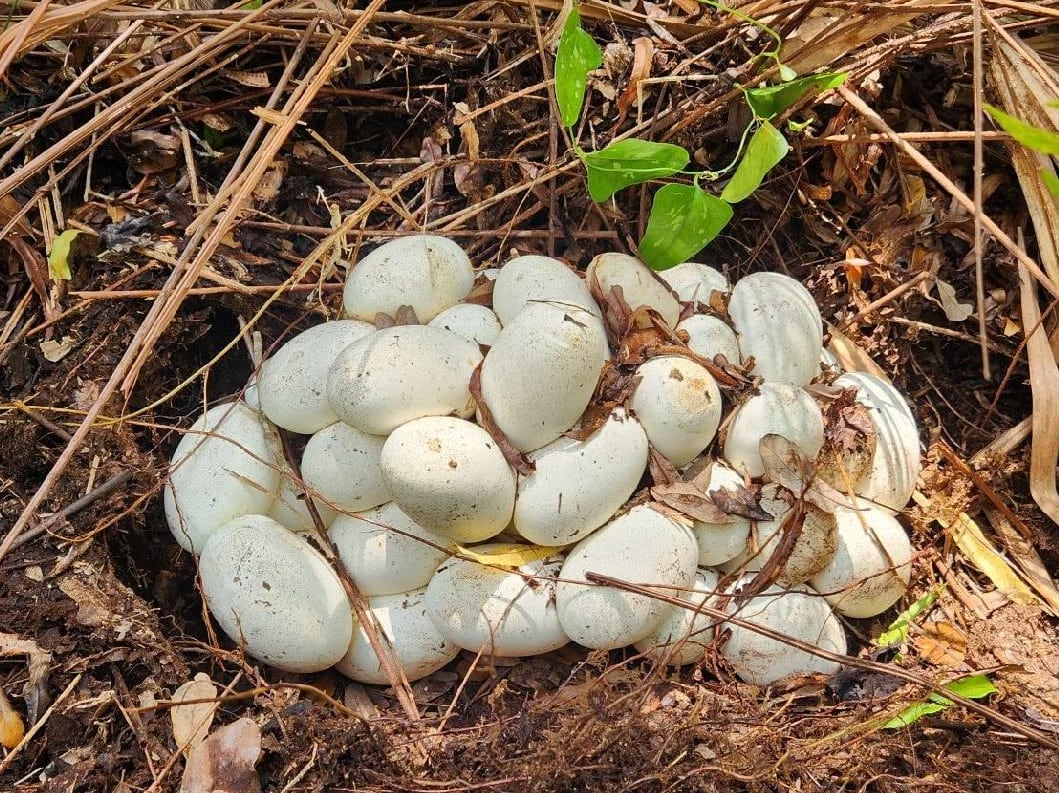 La extracción de huevos es una medida clave que permite frenar la reproducción descontrolada de reptiles exóticos en Florida (USGS)