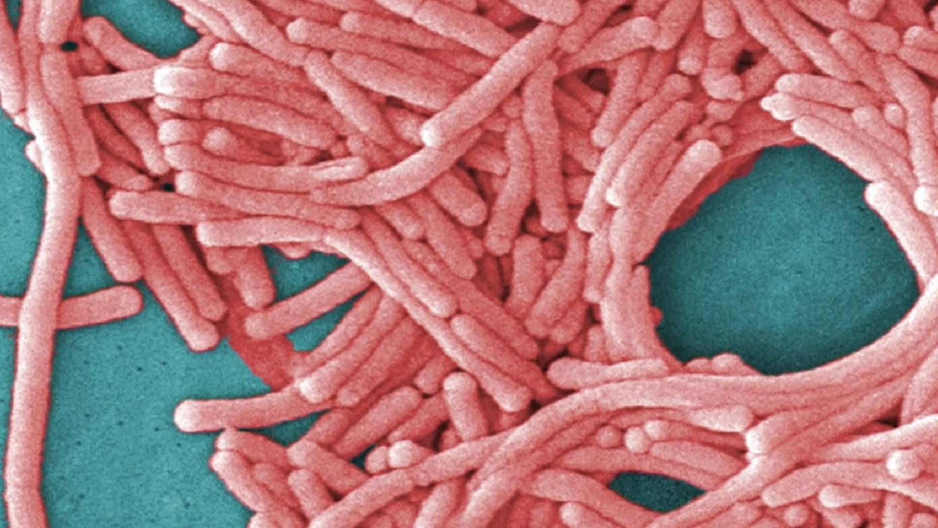 El tratamiento de la legionelosis se basa en antibióticos como levofloxacino y azitromicina, y el diagnóstico temprano mejora el pronóstico de los pacientes. (ABC7)