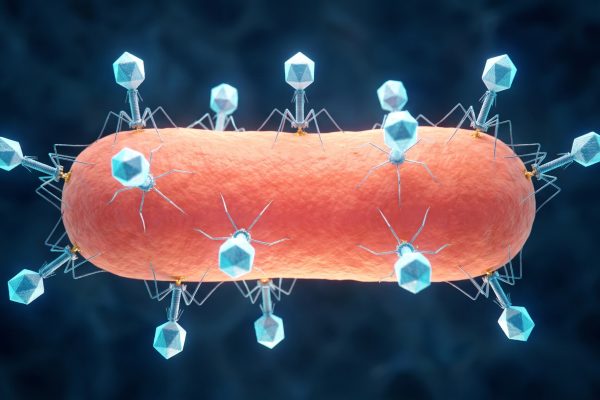 Un virus que “arranca los dientes” a bacterias dañinas abre una nueva vía contra la inflamación intestinal