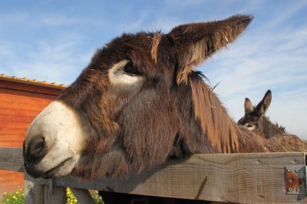 Una provincia impulsará la venta de “carnes salvajes” para fomentar “proteínas alternativas”