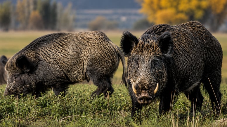 Río Negro impulsa la venta de carne de jabalí y guanaco en las carnicerías