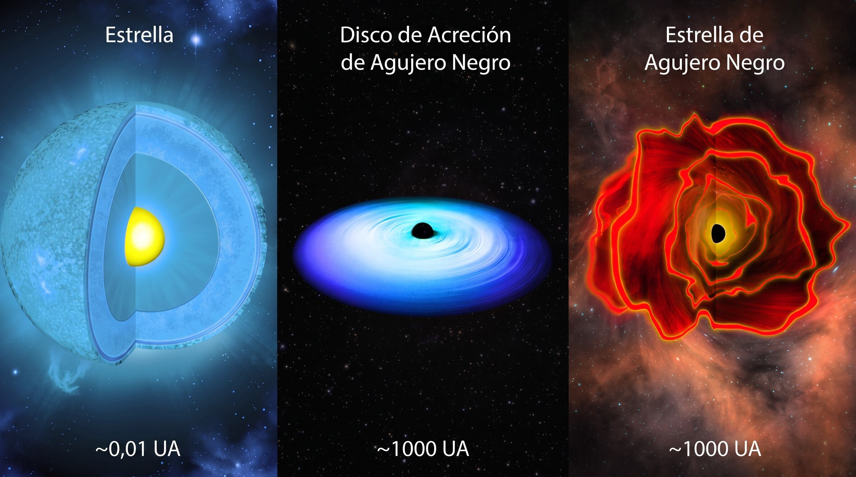 Una infografía compara las escalas de una estrella, un disco de acreción de agujero negro y una estrella de agujero negro, indicando sus dimensiones relativas en unidades astronómicas. (Imagen Ilustrativa Infobae)