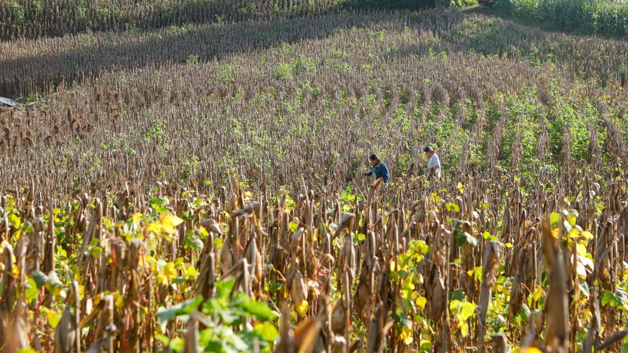 El programa del Ministerio de Agricultura y Ganadería y el BFA ofrece financiamiento desde 4% anual para granos, hortalizas y ganadería.