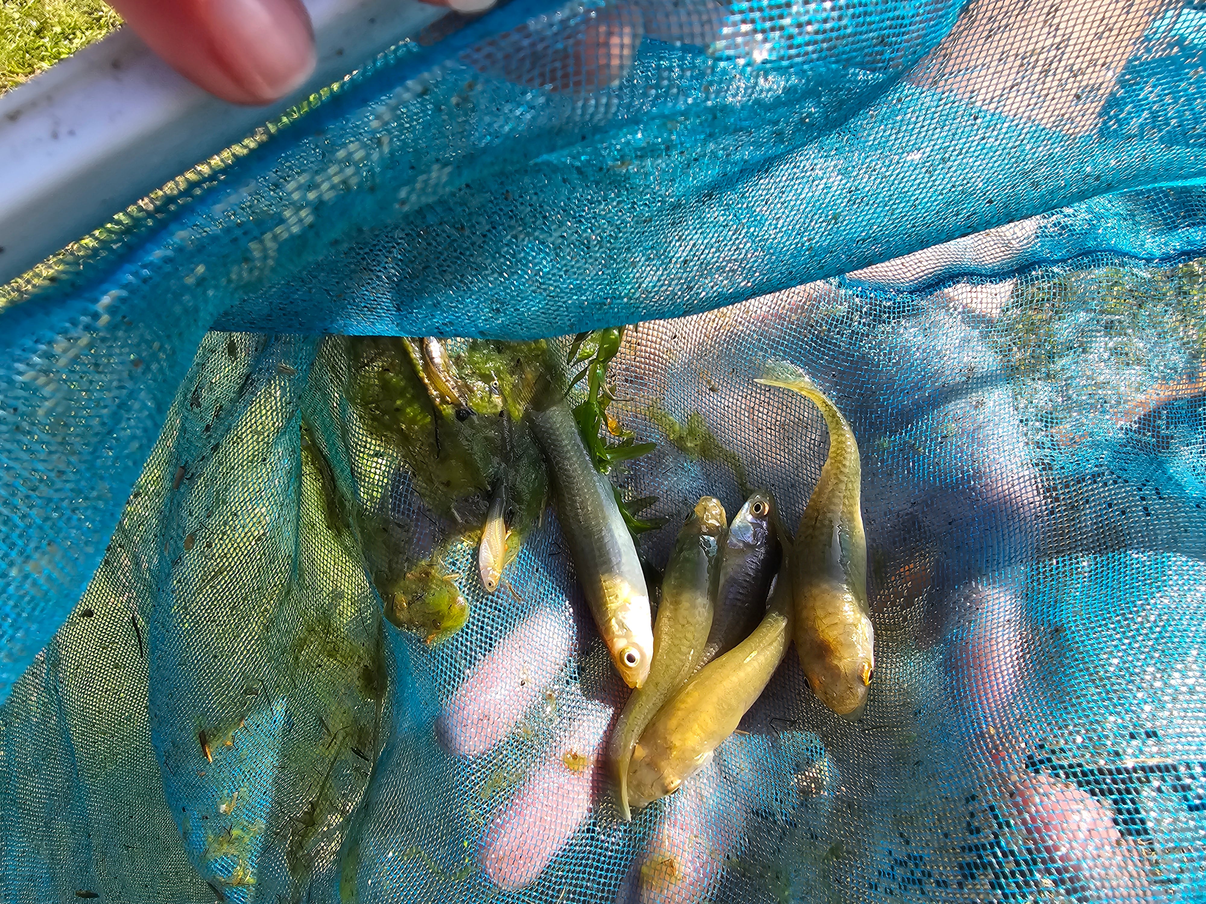 El uso de peces nativos en recipientes domésticos busca reducir la presencia de larvas del mosquito transmisor del dengue 