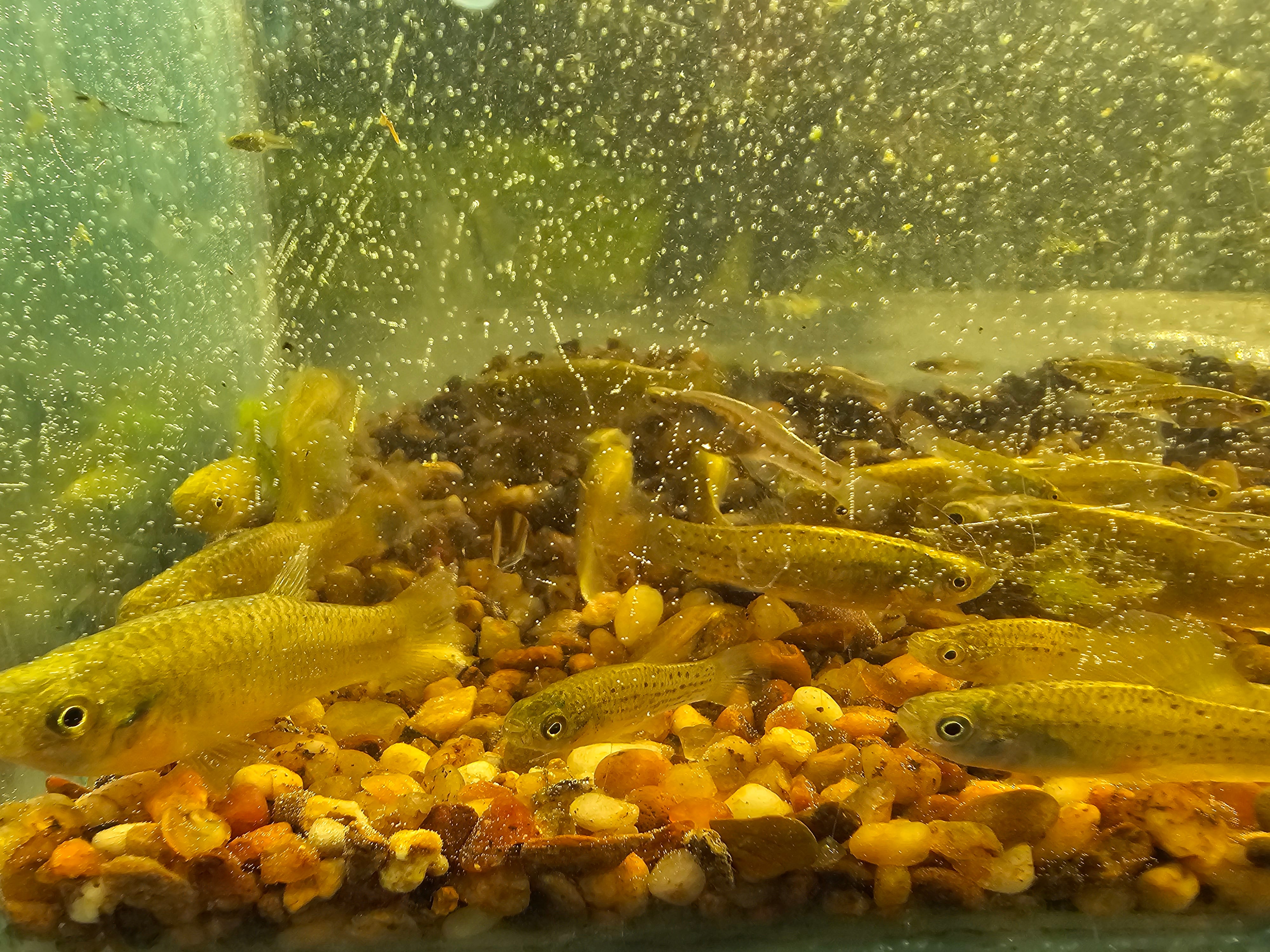 Estos peces consumen hasta 100 larvas de mosquito por día en su etapa adulta 