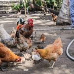 El Salvador declara alerta sanitaria por influenza aviar de alta patogenicidad