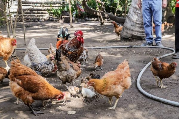 El Salvador declara alerta sanitaria por influenza aviar de alta patogenicidad