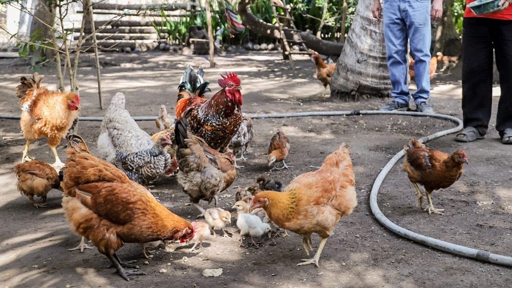 El Salvador declara alerta sanitaria por influenza aviar de alta patogenicidad