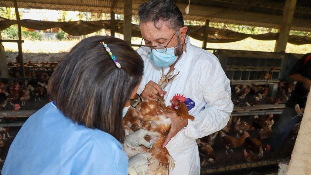 El Salvador activa alerta sanitaria por influenza aviar: seis meses de vigilancia, fronteras bajo lupa y una región con brotes que no da tregua (Foto cortesía MAG)