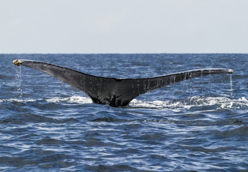 El canto de las ballenas jorobadas también obedece a las mismas leyes estadísticas que el lenguaje humano y el canto de la isabelita de Japón./Archivo Infobae