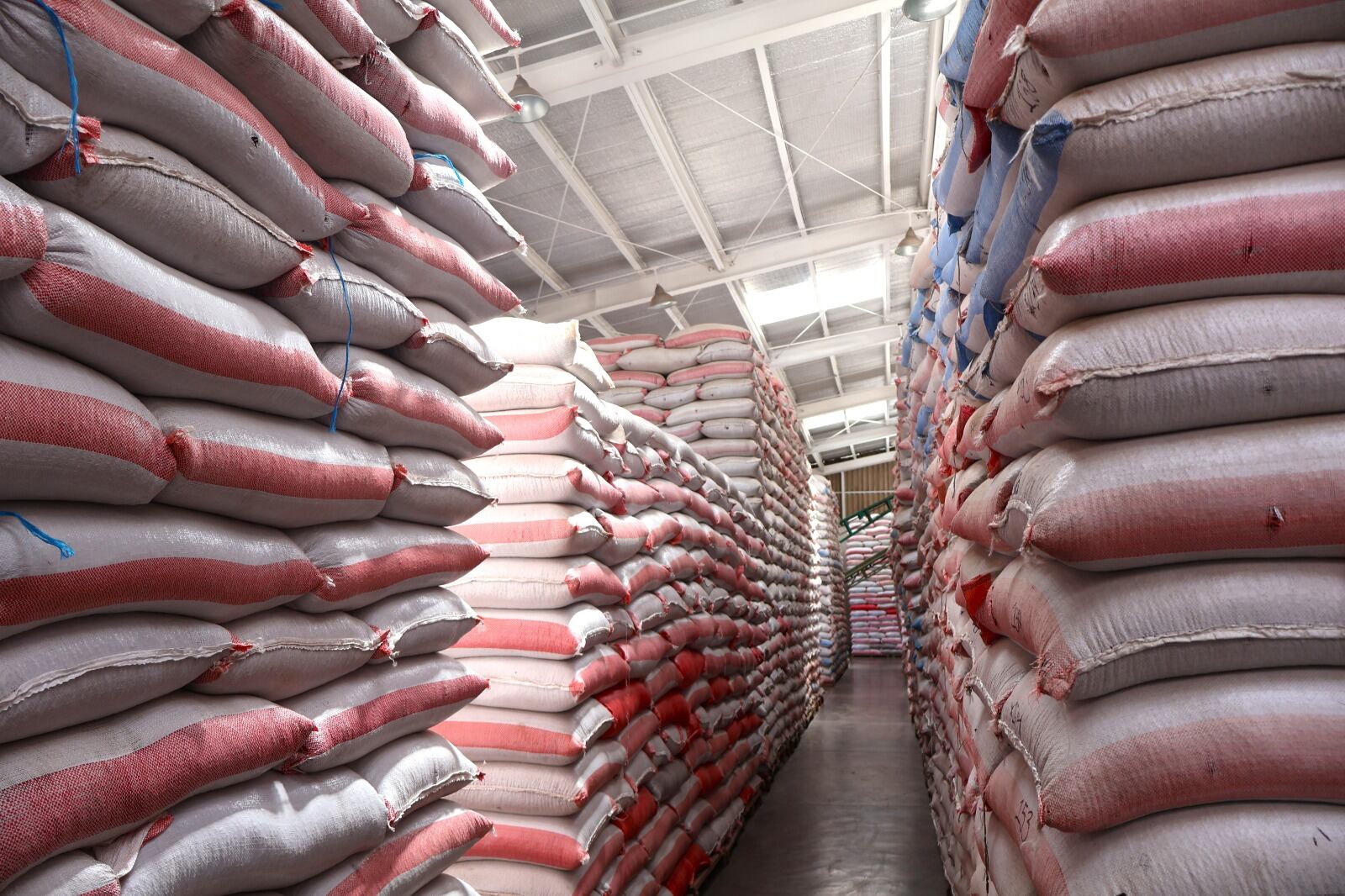 Honduras mantiene una reserva de 124.000 quintales de frijol para reforzar el abastecimiento nacional ante el impacto del clima.