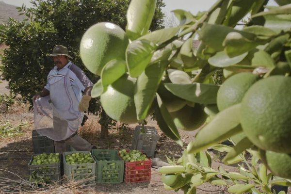 Panamá y Guatemala, tras el control de la mosca del Mediterráneo mediante la cooperación técnica