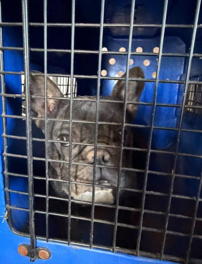 Rescataron más de 140 perros en criaderos de Córdoba y hay dos imputados