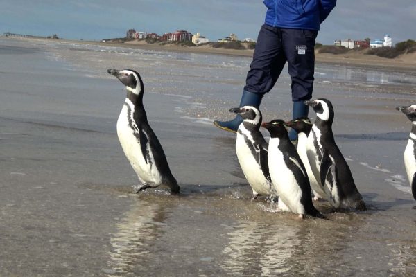 Seis pingüinos volvieron al mar tras un rescate clave: estaban atrapados en redes y contaminados con petróleo