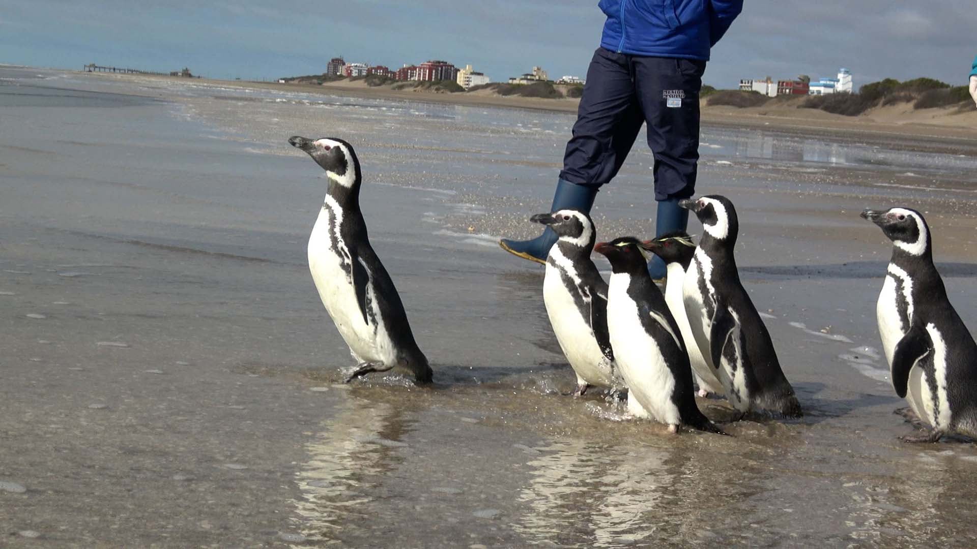 Seis pingüinos volvieron al mar tras un rescate clave: estaban atrapados en redes y contaminados con petróleo