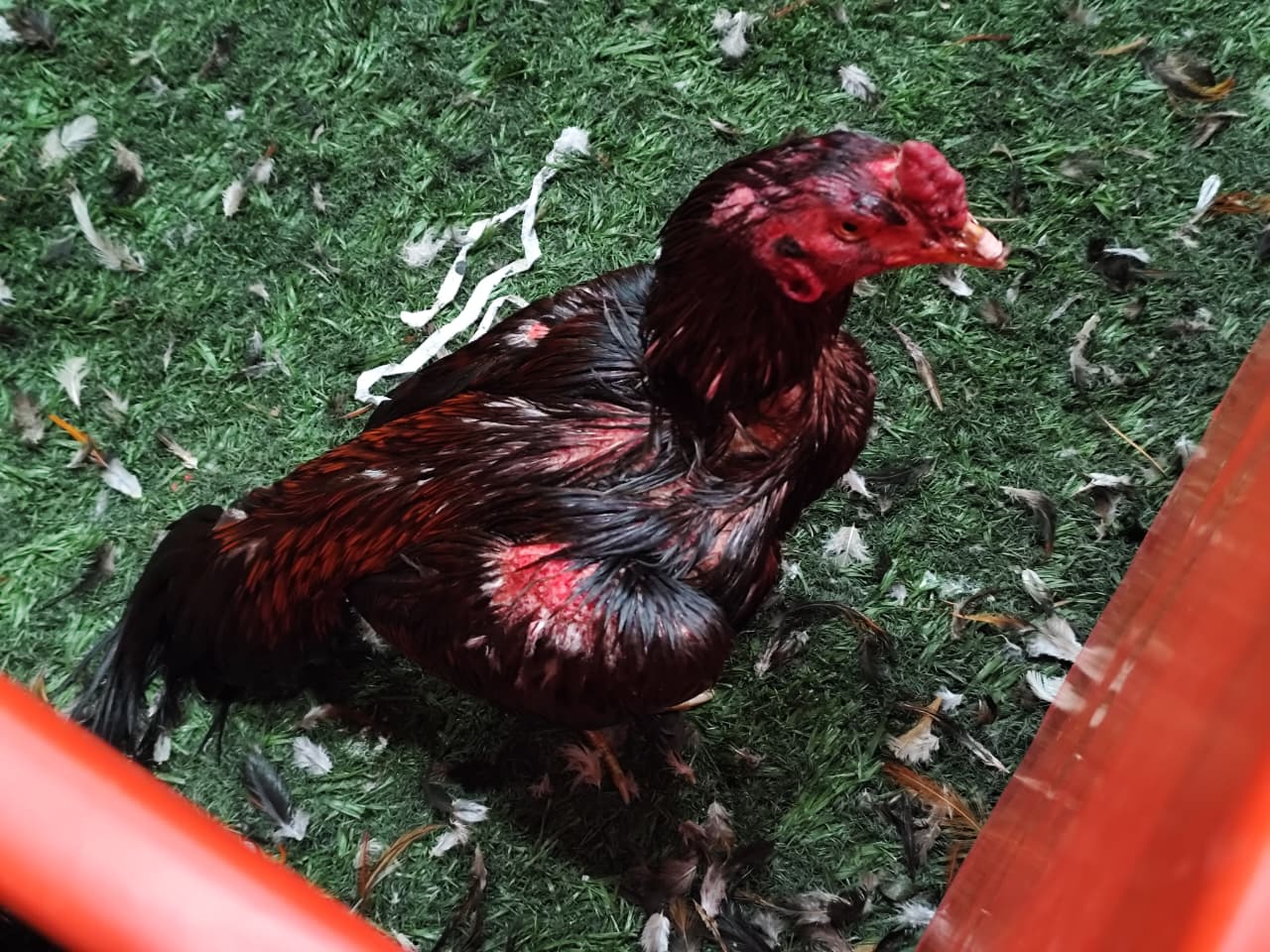 Se recataron 111 gallos que fueron trasladados a una granja especialmente acondicionada