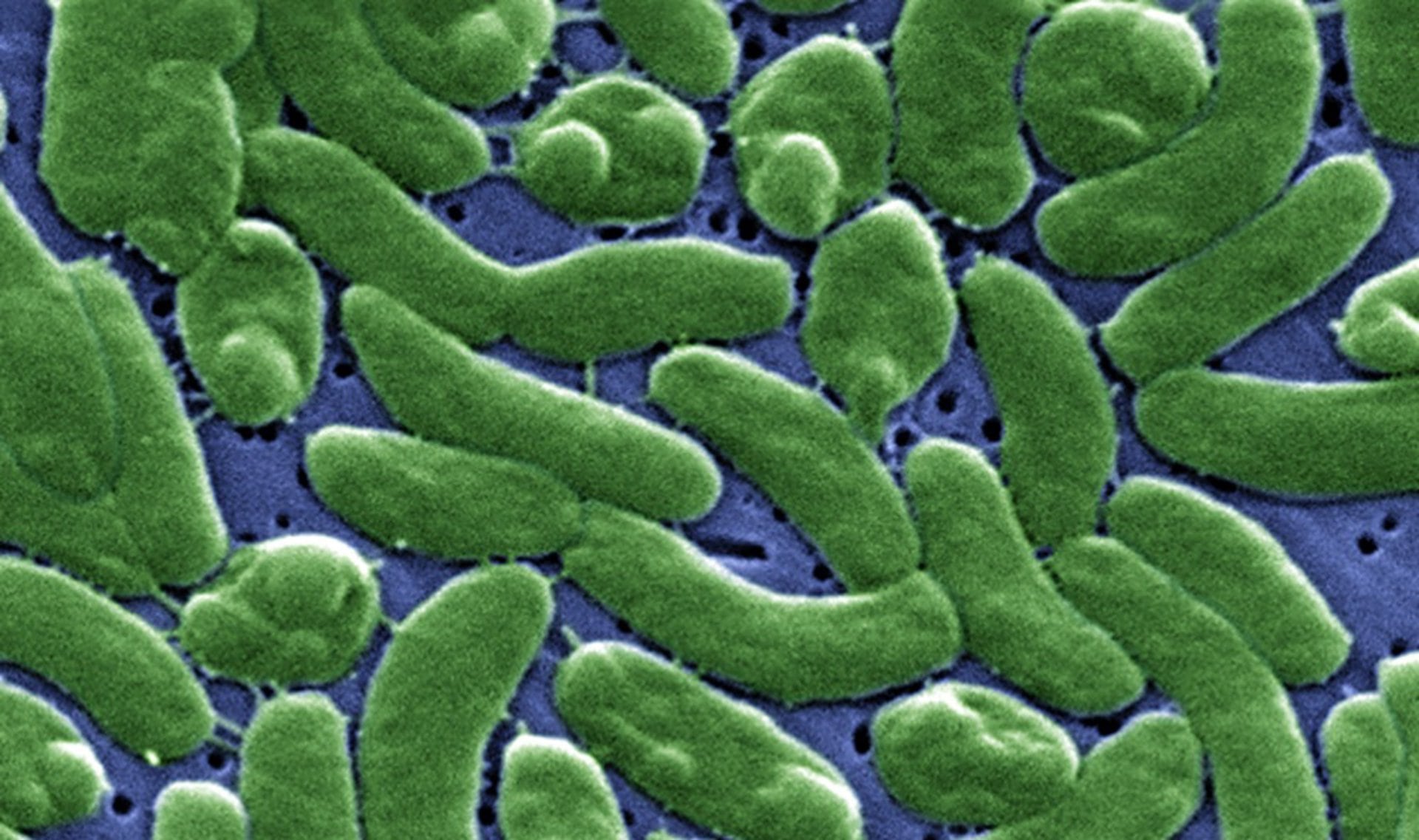 Vibrio vulnificus vive de forma natural en ambientes marinos y salobres de temperatura elevada (ISCIII)
