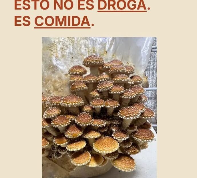 El posteo en el Instagram del emprendimiento del cultivador de hongos