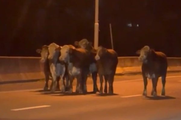 Volcó un camión con ganado en Rosario: varias vacas escaparon y cinco hombres fueron detenidos por intentar robarlas