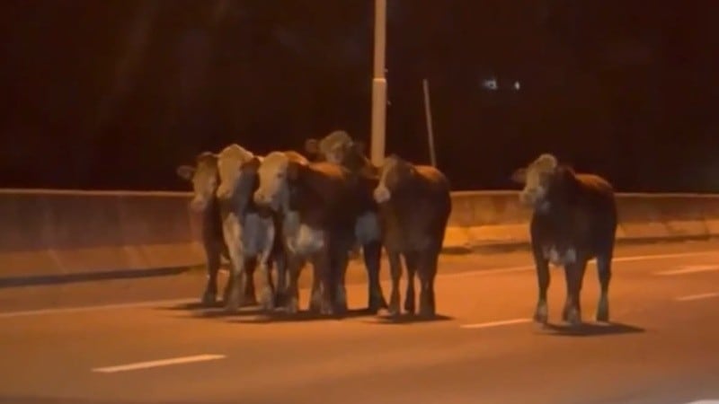 Volcó un camión con ganado en Rosario: varias vacas escaparon y cinco hombres fueron detenidos por intentar robarlas