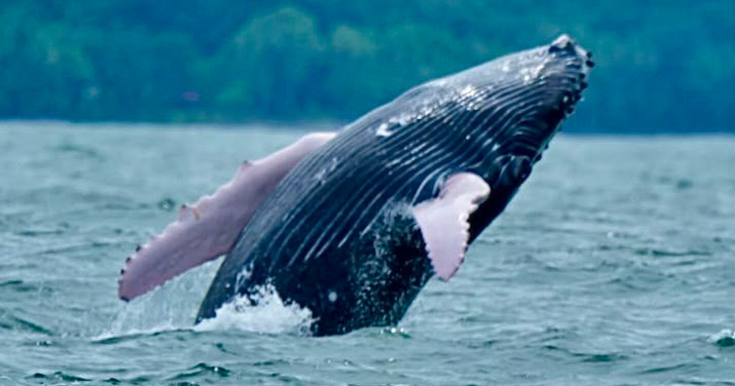 Bahía Ballena y las aguas cercanas al Parque Nacional Marino Ballena constituyen uno de los principales puntos del país para observar ballenas jorobadas en libertad. Crédito: ICT