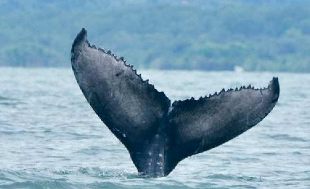 El Festival de Ballenas y Delfines llegará a su edición número 16 con actividades programadas para el 4, 5 y 6 de septiembre en Uvita de Osa. Crédito: ICT