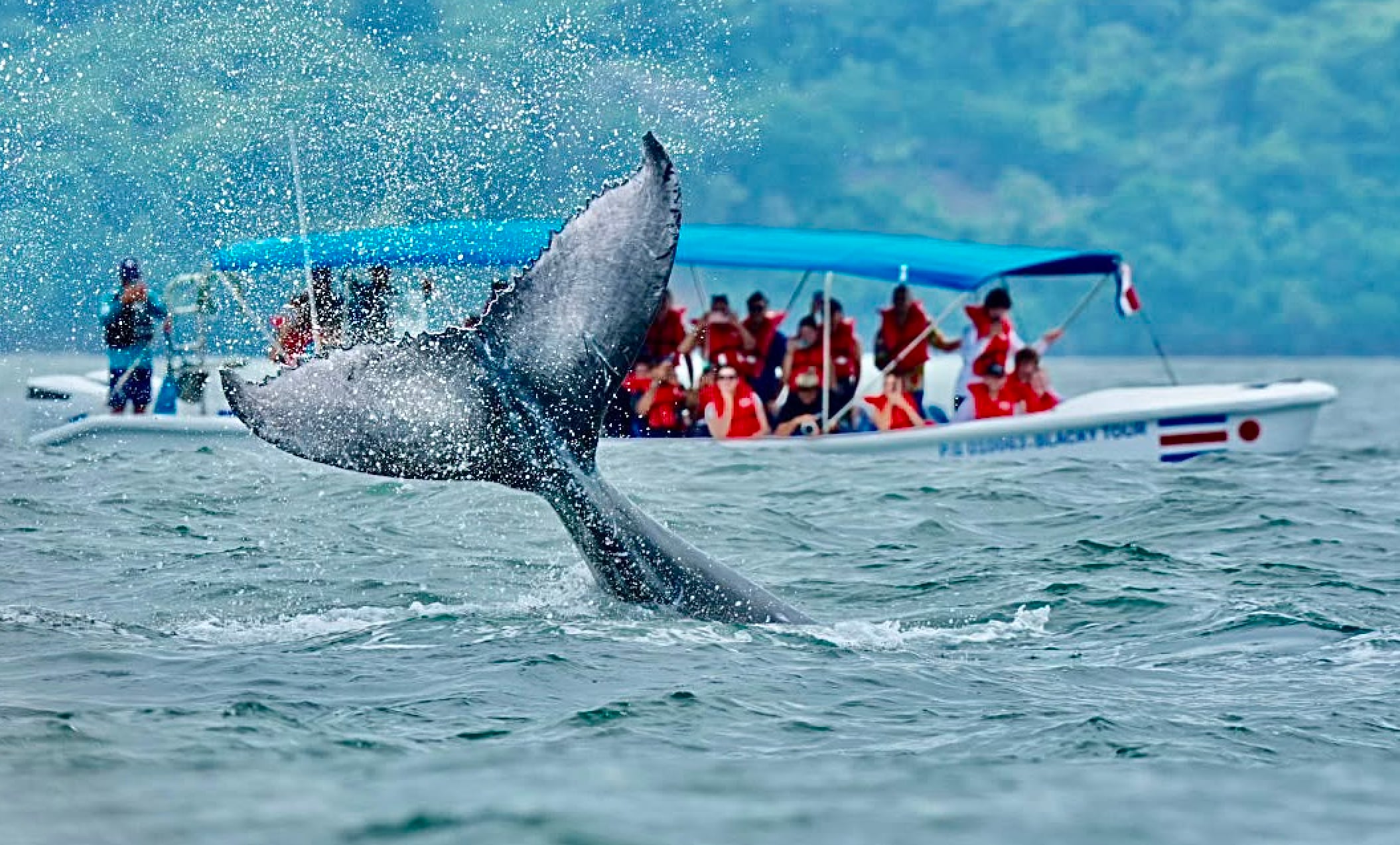 Las ballenas jorobadas recorren miles de kilómetros hasta el Pacífico Sur de Costa Rica para reproducirse y permanecer durante los primeros meses de vida de sus crías. Crédito: ICT