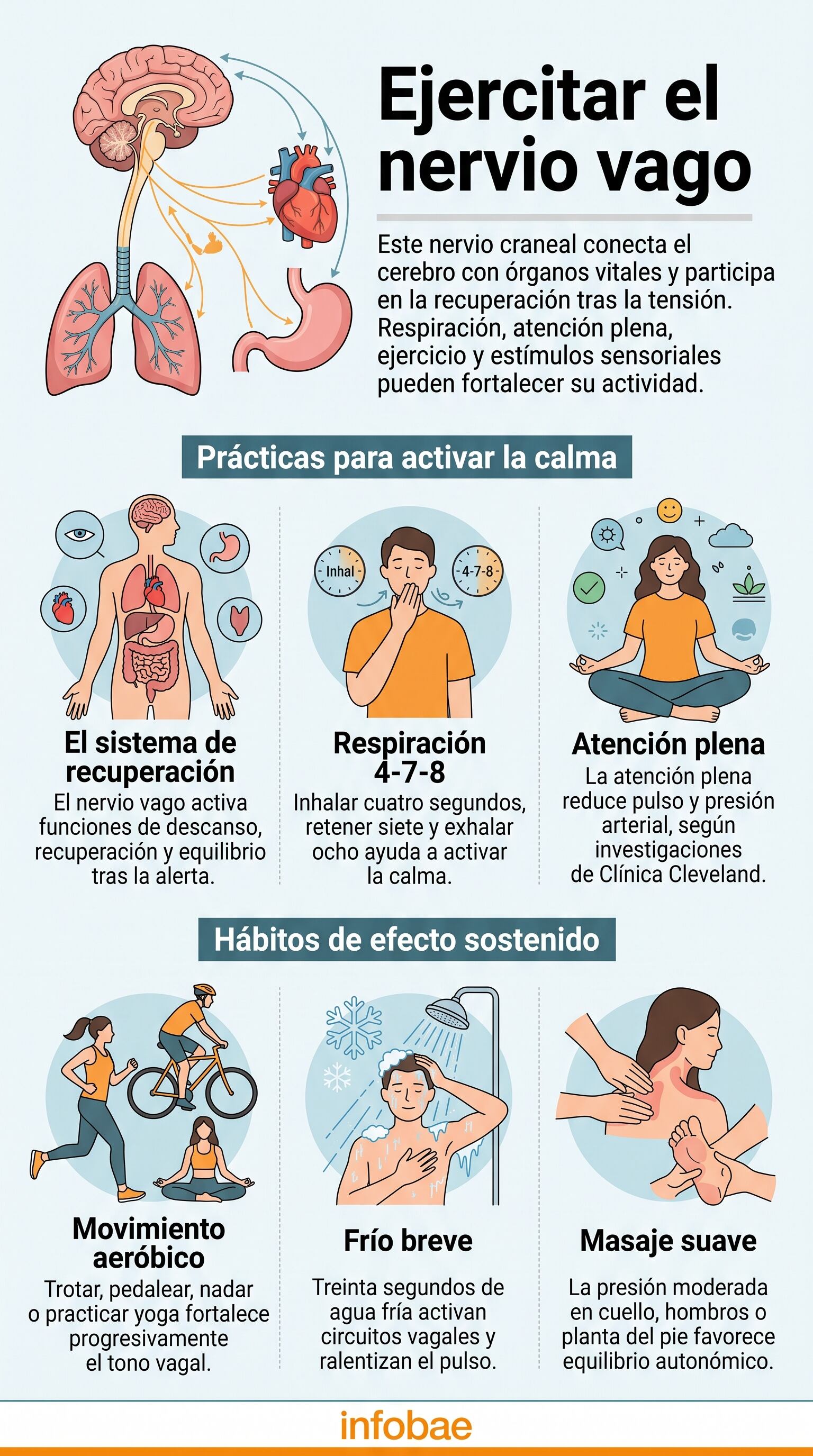 Una infografía de Infobae explica la conexión del nervio vago con órganos vitales y presenta hábitos para fortalecer su funcionamiento (Imagen Ilustrativa Infobae)