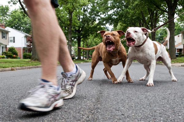 Córdoba: un pitbull atacó a una jubilada, la dejó en grave estado y los vecinos apuñalaron al animal para frenarlo