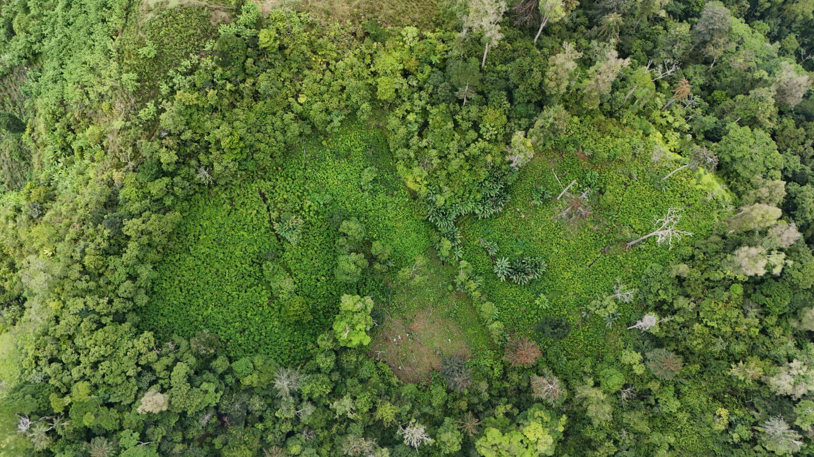 Hallan 70 mil arbustos de coca en Tela y el mapa del narcotráfico comienza a extenderse por el Caribe hondureño