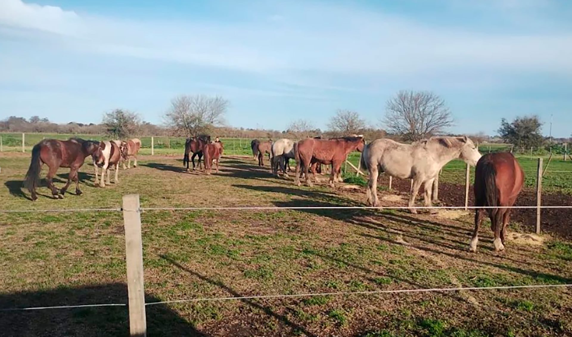 En la cuenta de Instagram @pyb.animal.ezeiza publican las novedades de la Secretaría y las historias de los rescates (Protección y Bienestar Animal Ezeiza)