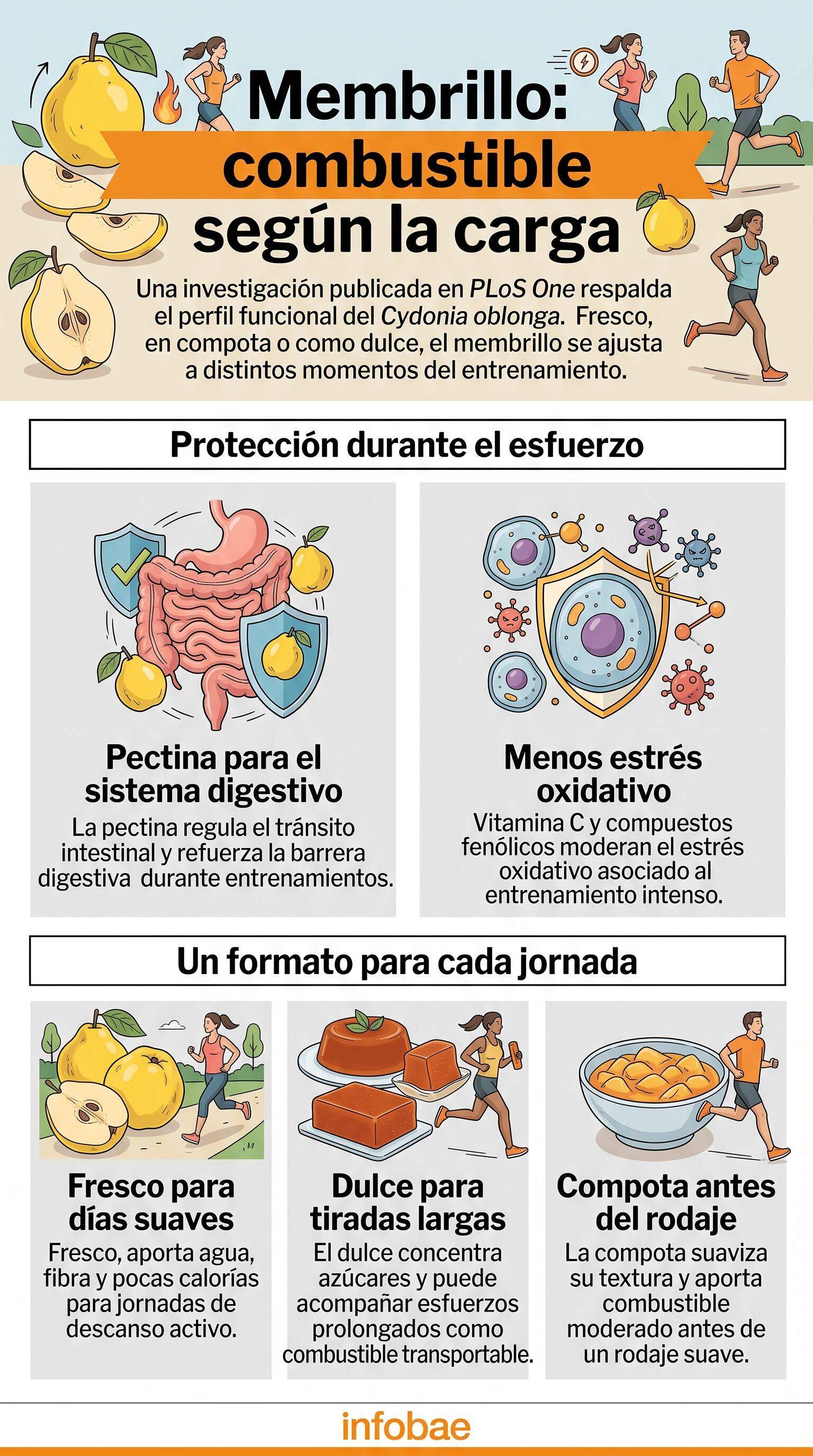 El membrillo ofrece distintos aportes nutricionales adaptados a la intensidad de cada entrenamiento mediante preparaciones frescas, en dulce o en compota. (Imagen Ilustrativa Infobae)