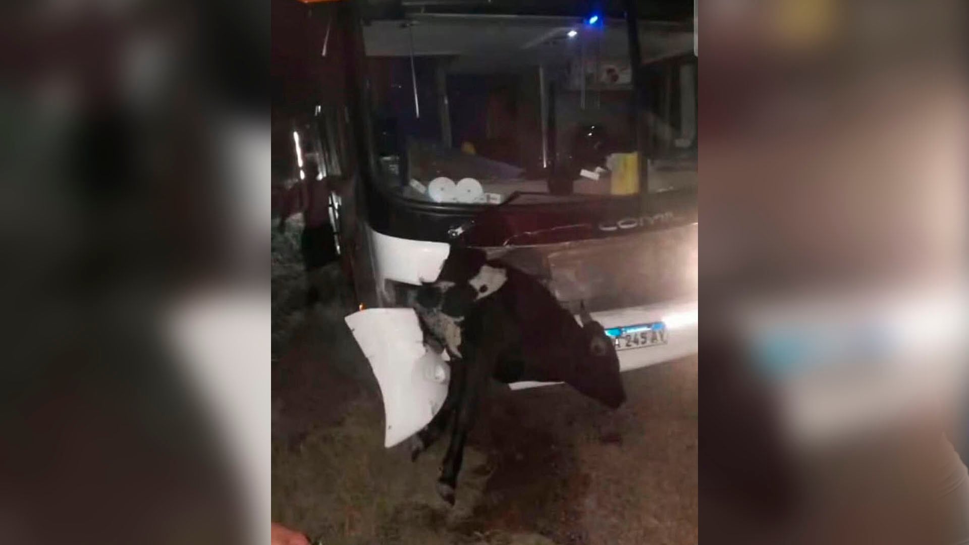 El micro que transportaba a hinchas de Estudiantes, con la vaca incrustada en la parte delantera del vehículo