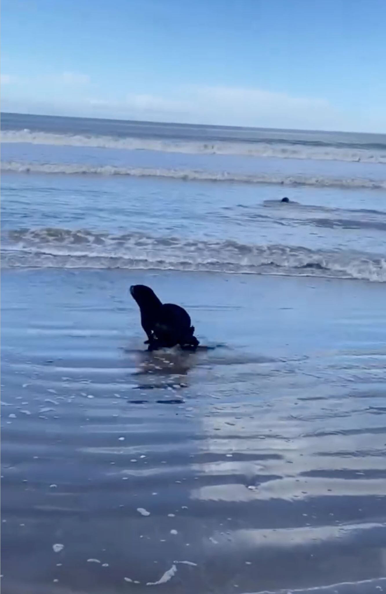 Video: dos lobos marinos fueron liberados en su hábitat natural luego de rehabilitarse en el Ecoparque