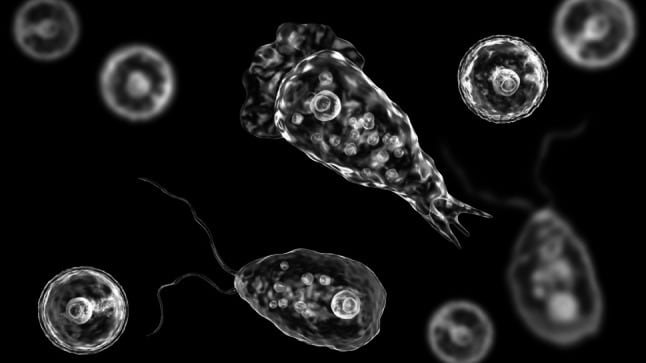 El fallecimiento de un niño en Catamarca reactivó la alerta por la meningoencefalitis amebiana primaria provocada por Naegleria fowleri. (NIH / Indian J Microbiol)
