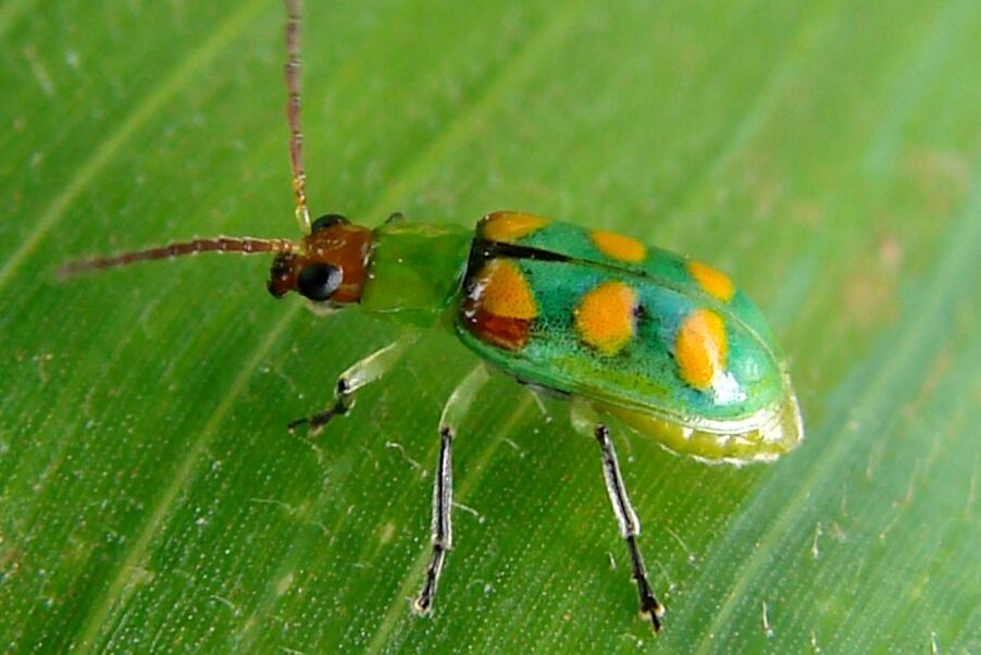 La especie está ampliamente distribuida en Argentina, Bolivia, Brasil, Colombia, Ecuador, Guayana Francesa, Paraguay, Uruguay, Perú y Venezuela. (Embrapa.br)