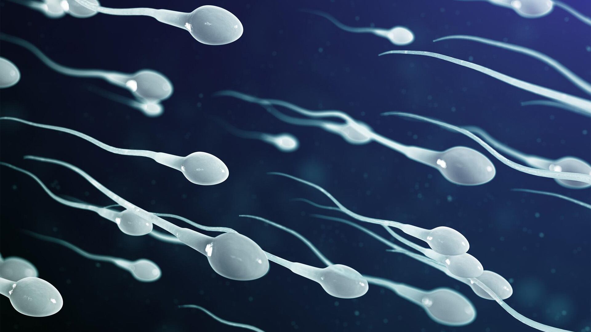El trasplante de tejido testicular criopreservado sigue en fase experimental (Freepik)