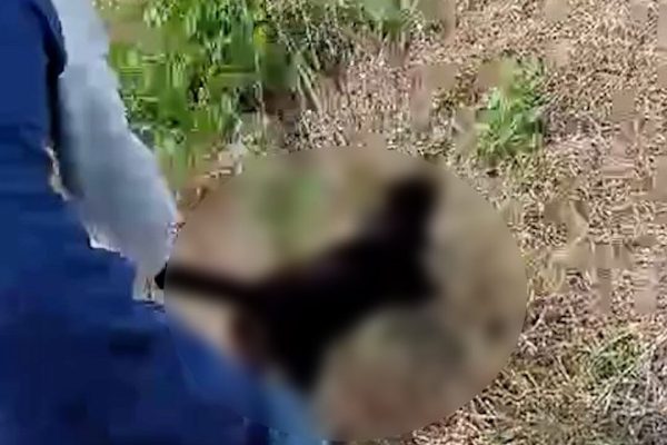 Brutal caso de maltrato animal en Entre Ríos: tres adolescentes mataron a un gato, se filmaron y lo subieron a las redes